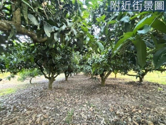 楠西農地-4